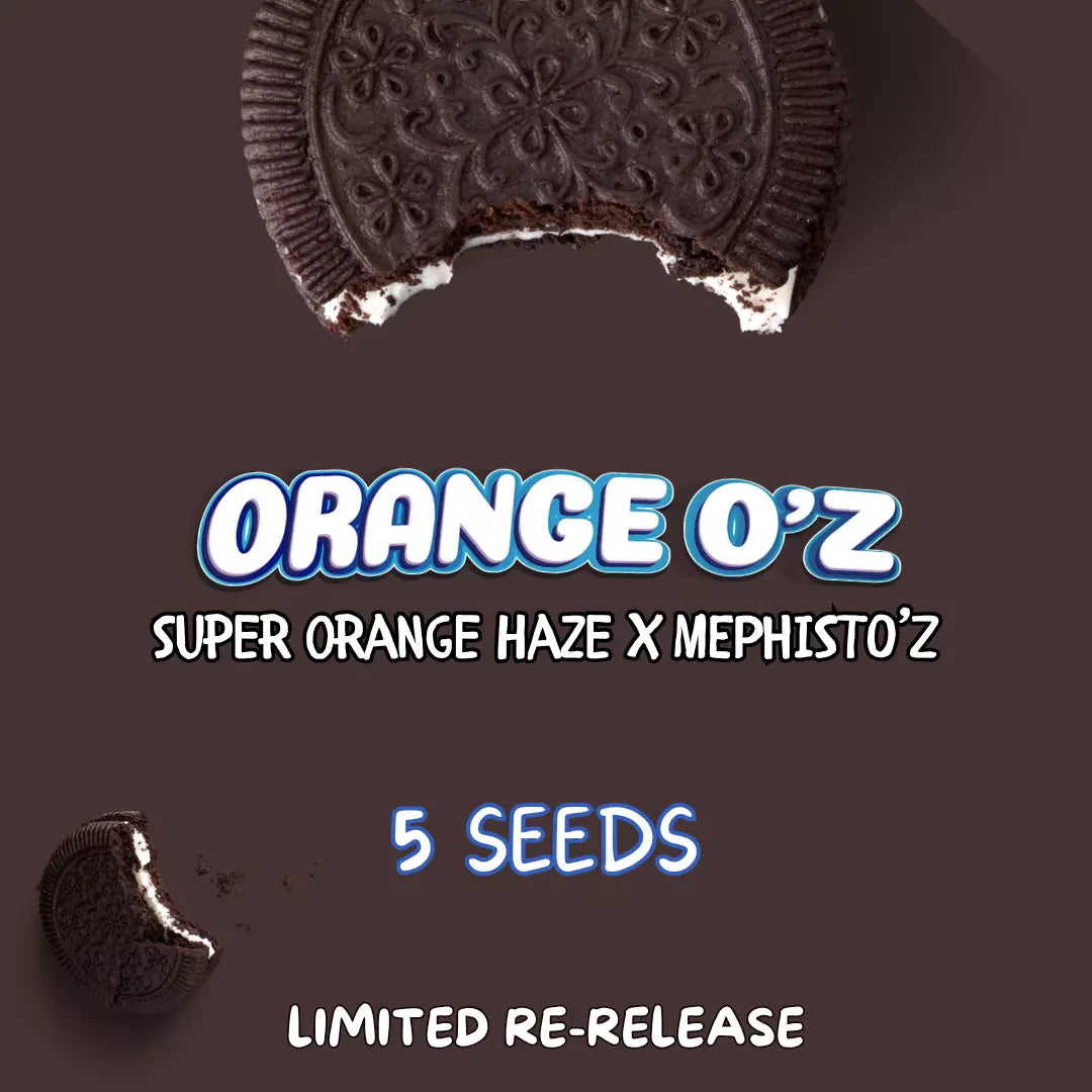 Orange O'z – Mephisto Genetics Orange O'z – Mephisto Genetics