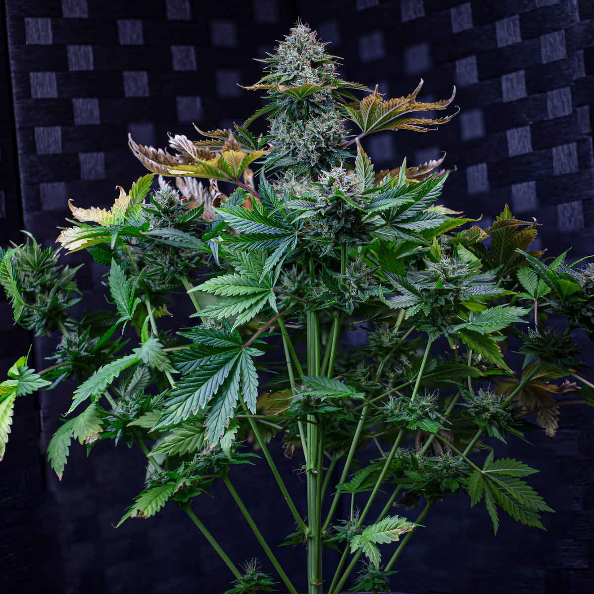 Creme de la Chem
