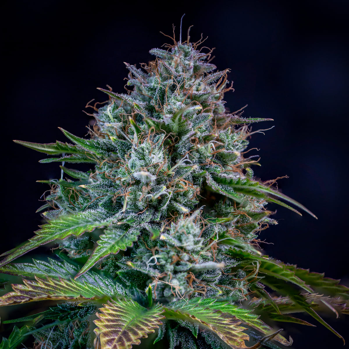 Creme de la Chem
