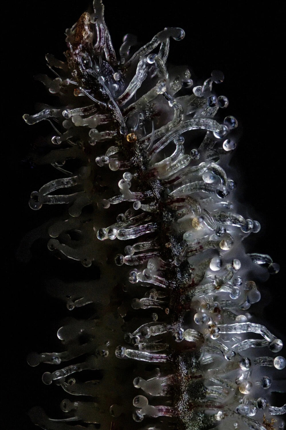 Gelauto N°33