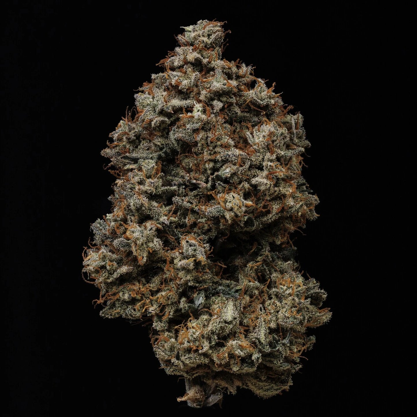 Gelauto N°33