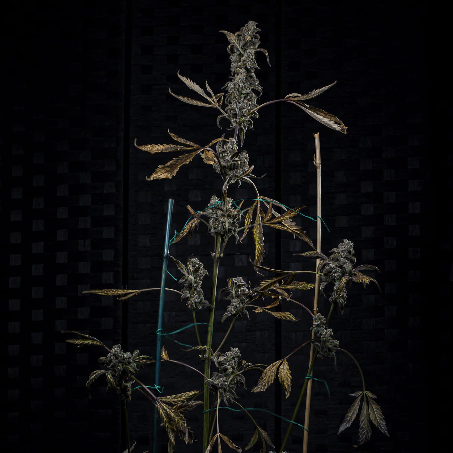 MephistO'z