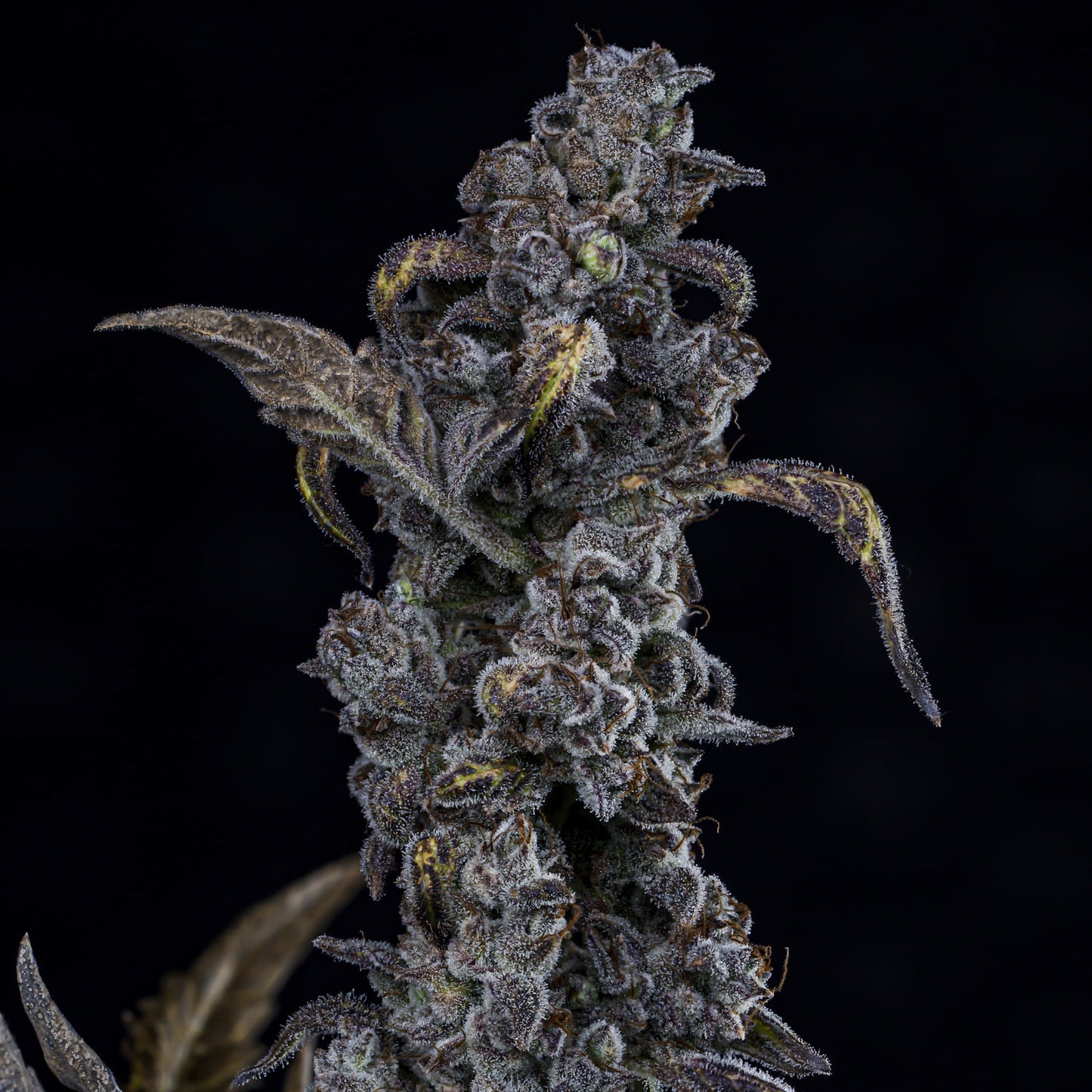 MephistO'z