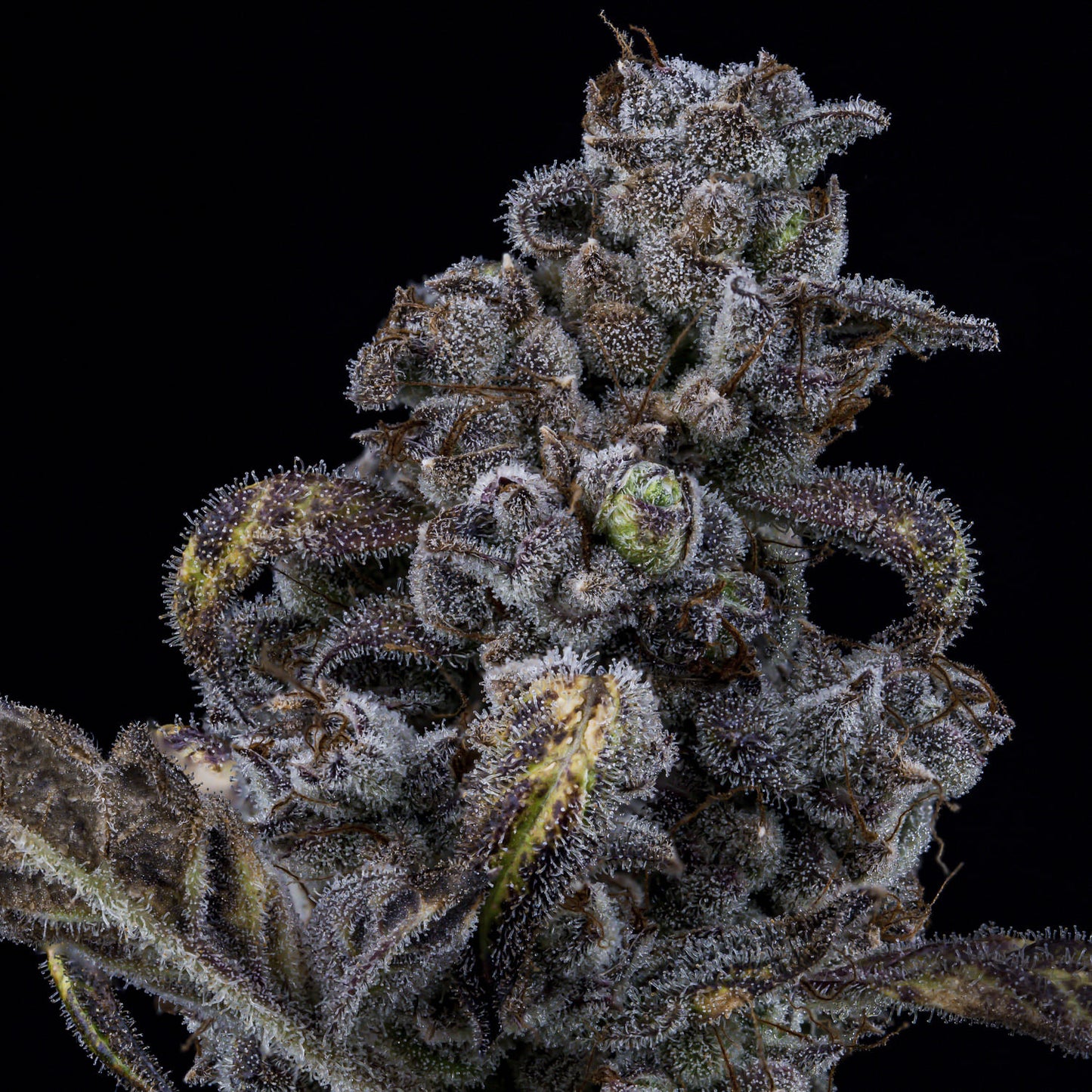MephistO'z