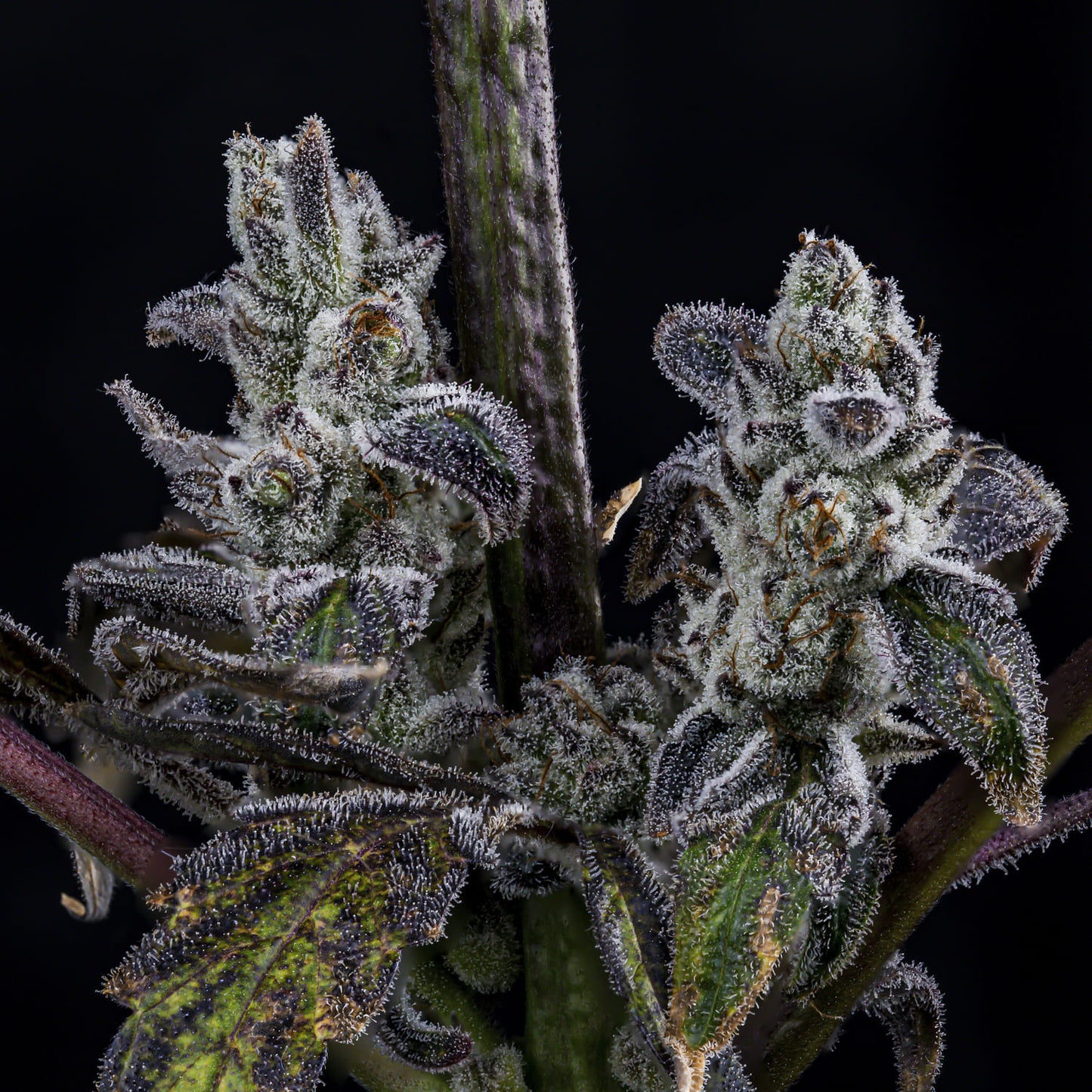 MephistO'z