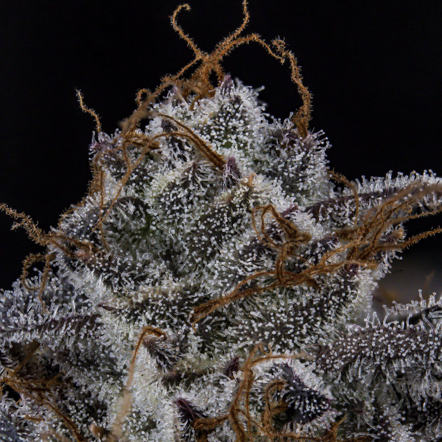 MephistO'z
