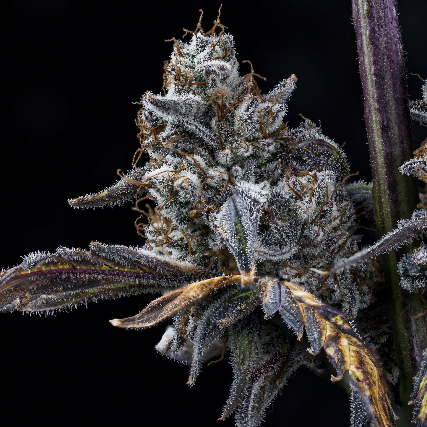 MephistO'z