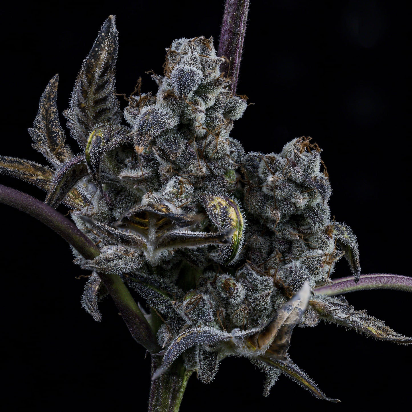 MephistO'z