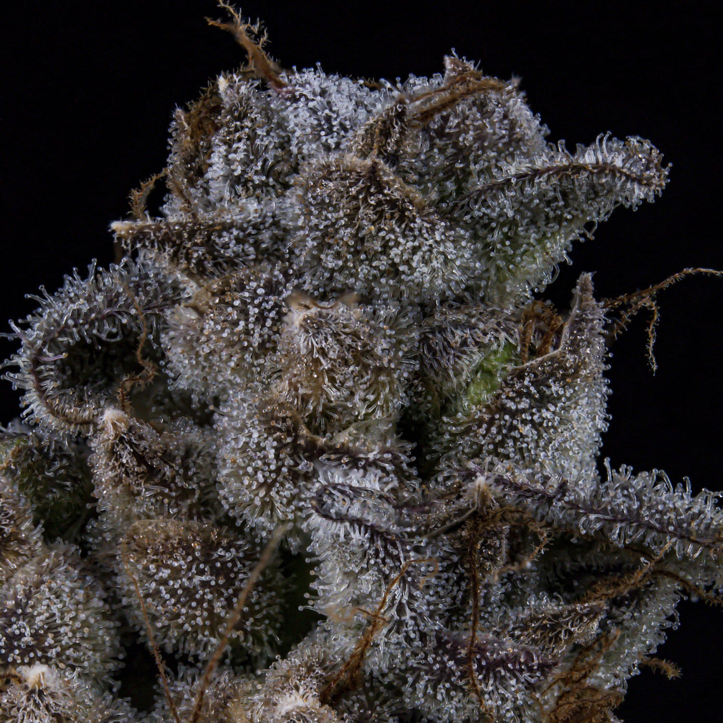 MephistO'z