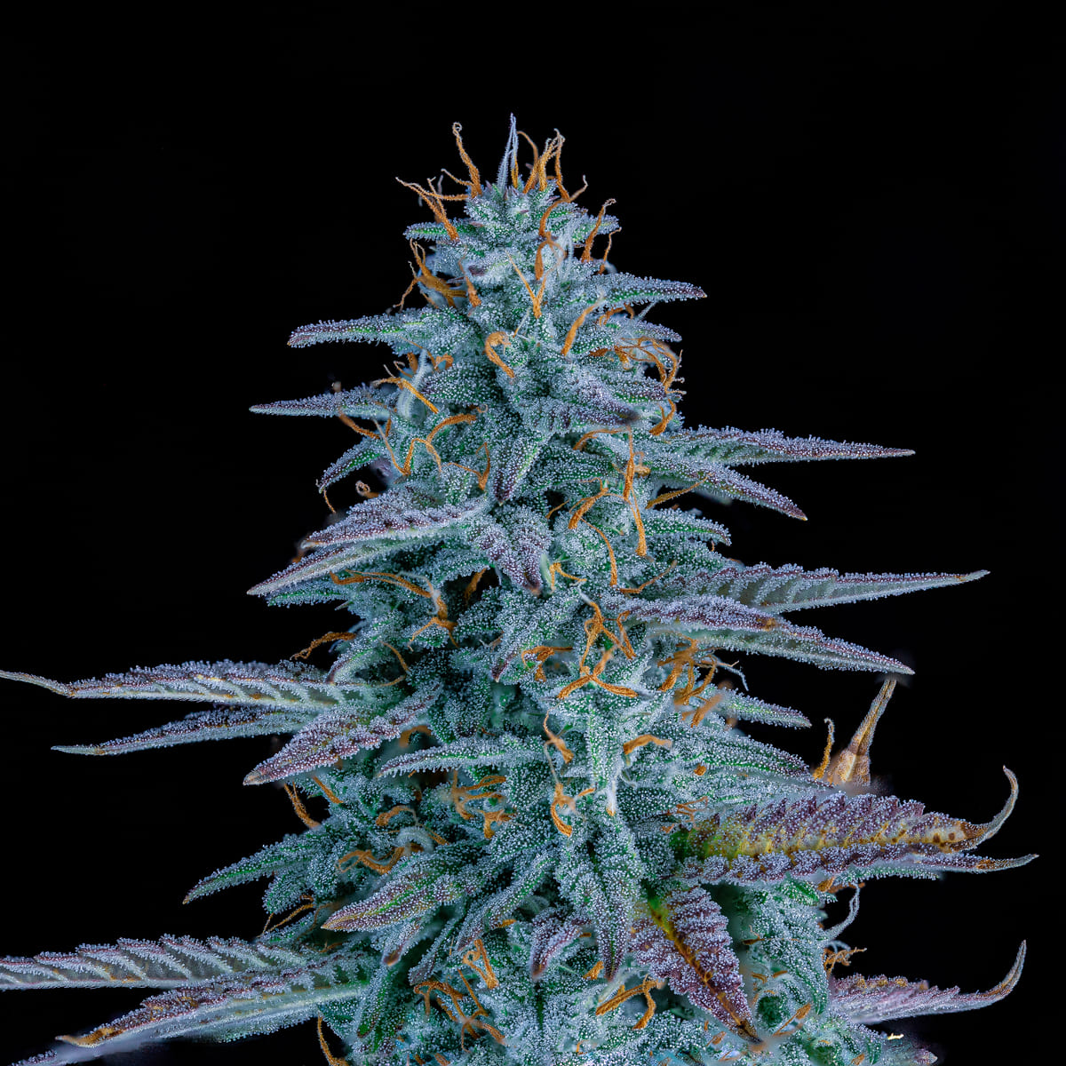 Strawberry Nuggets