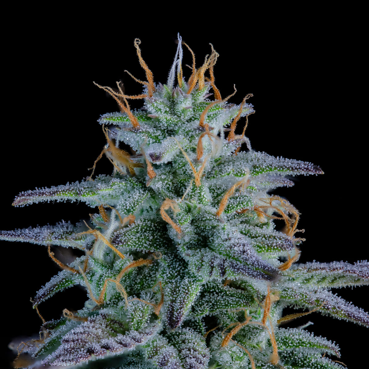 Strawberry Nuggets