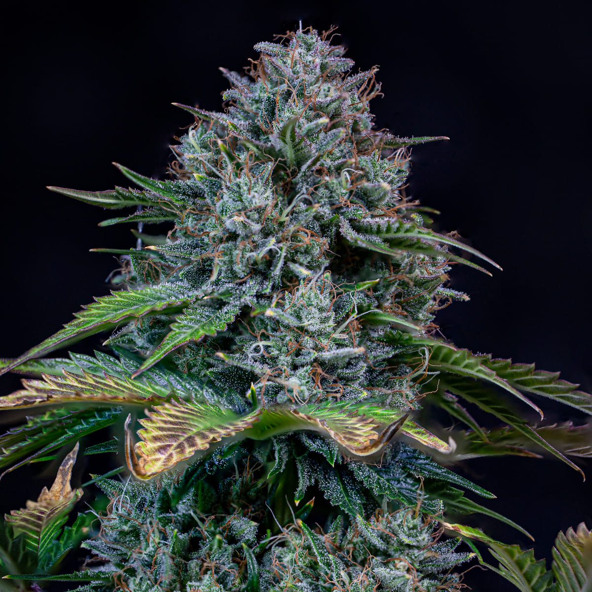 Creme de la Chem