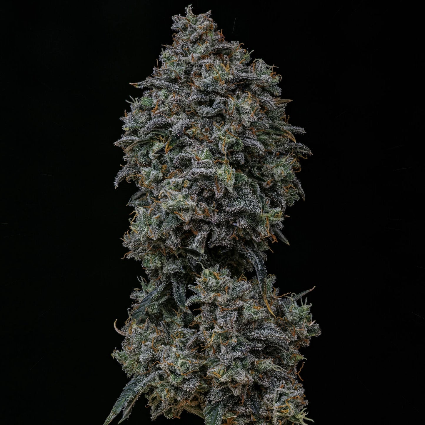Gelauto N°33