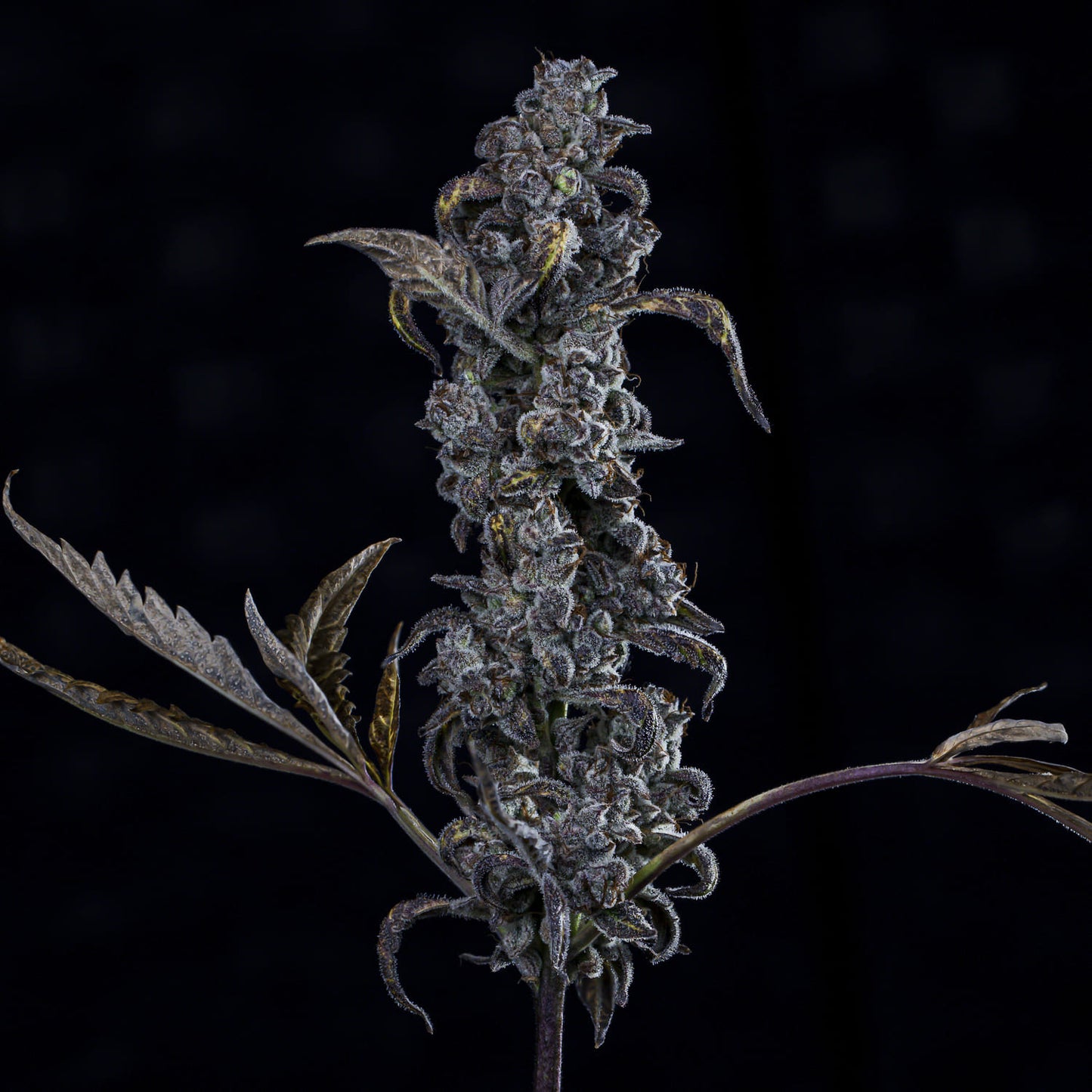 MephistO'z