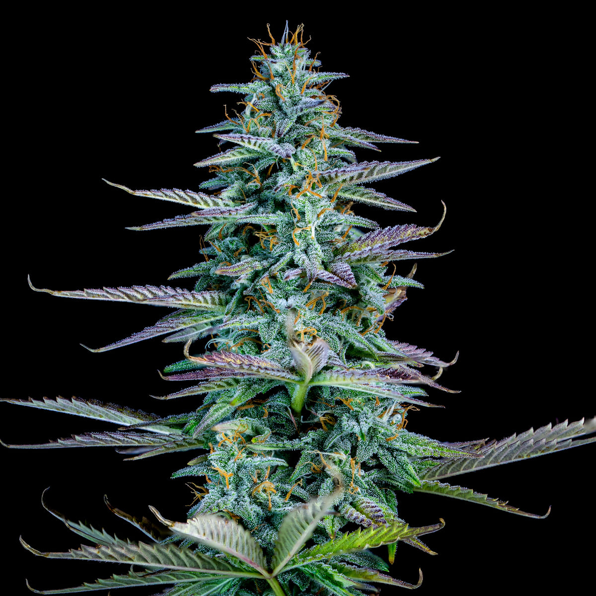Strawberry Nuggets