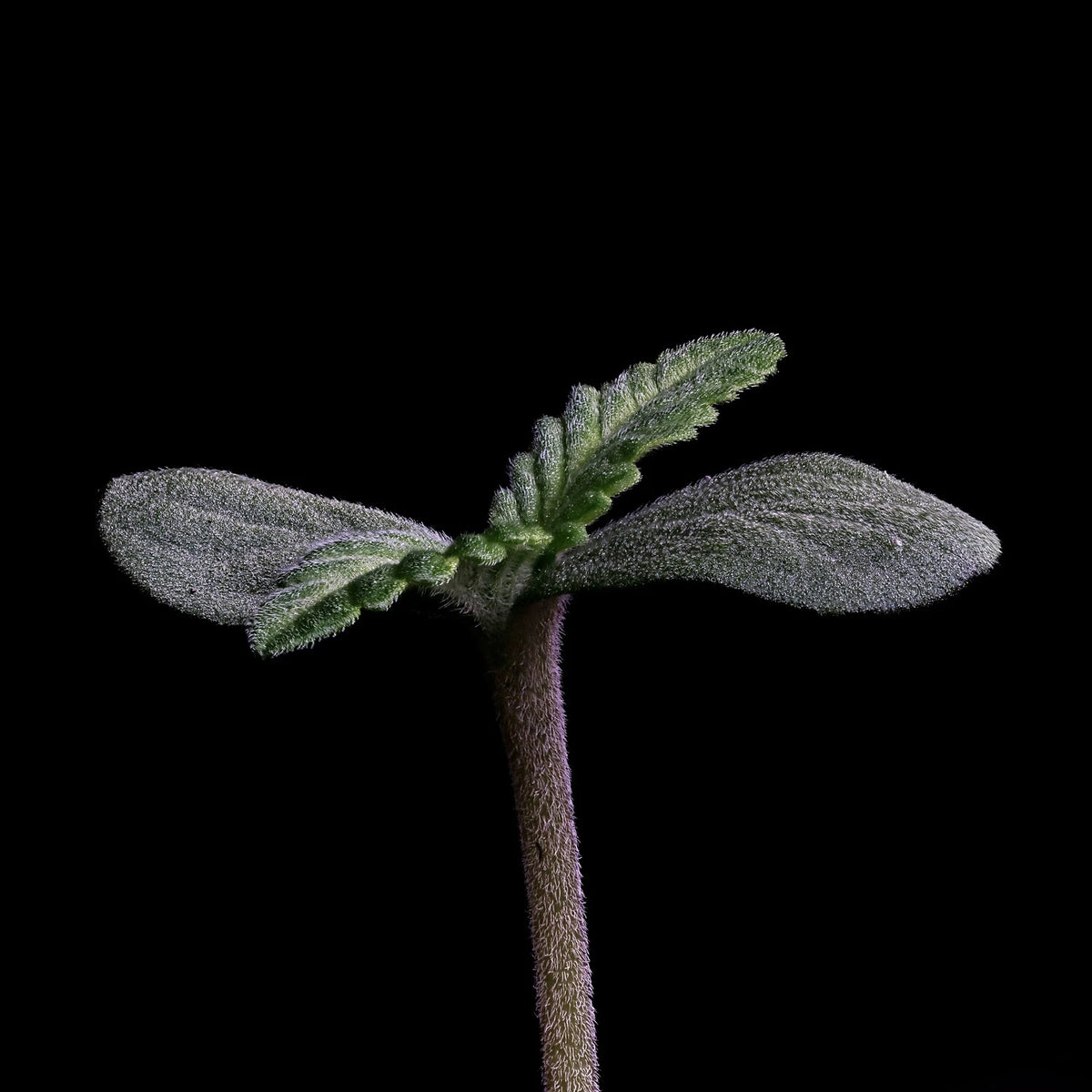 Mephmosa