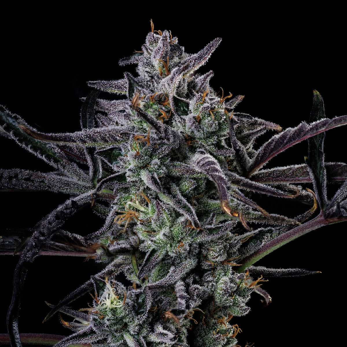 Mephmosa