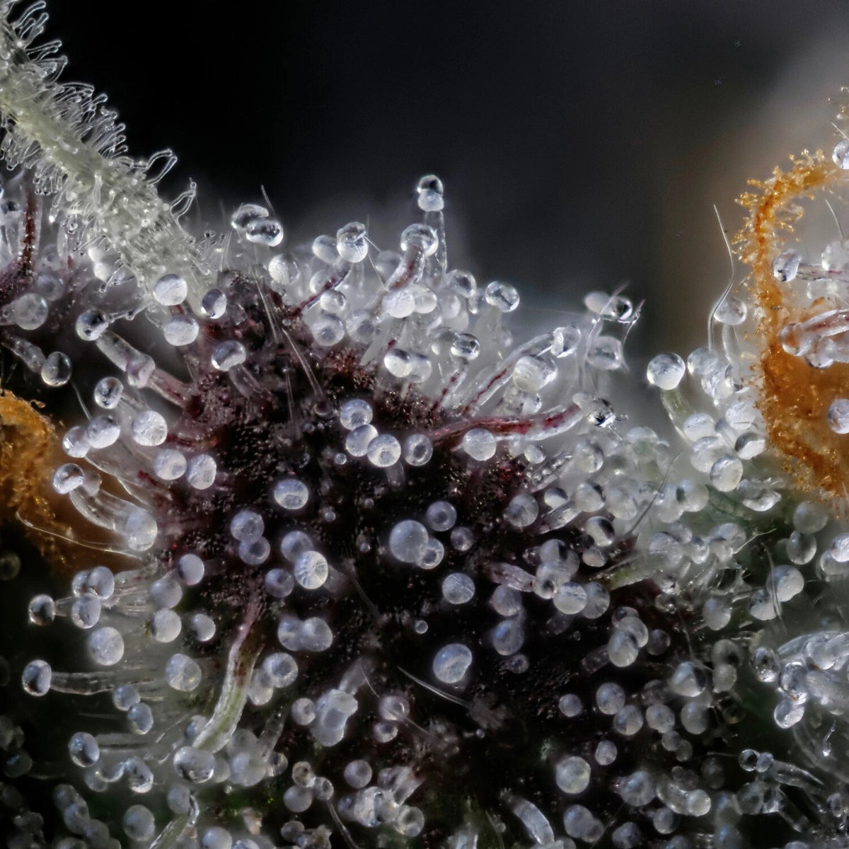Mephmosa