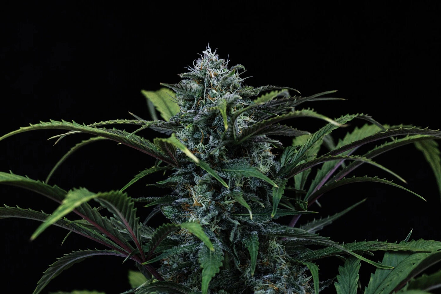 Rainbow Sundae 11