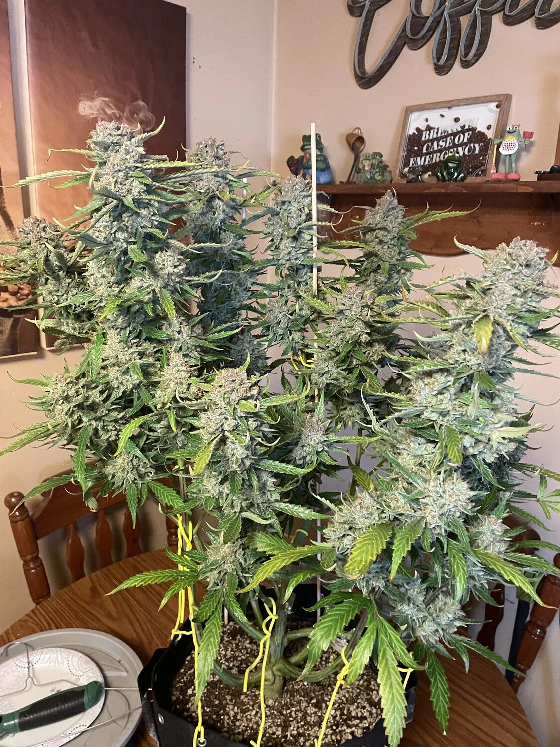 Customer Photo