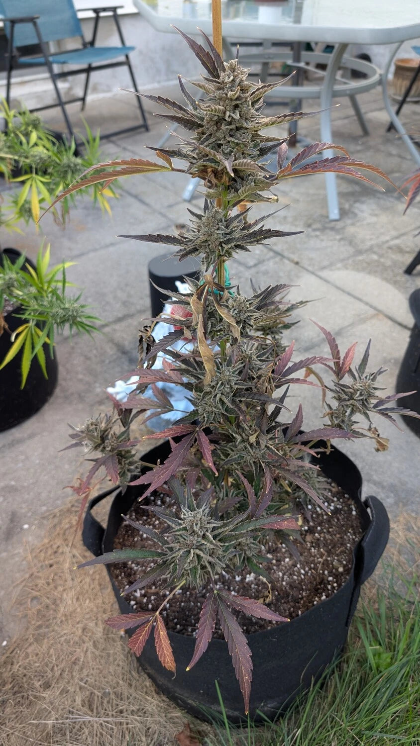 Customer Photo