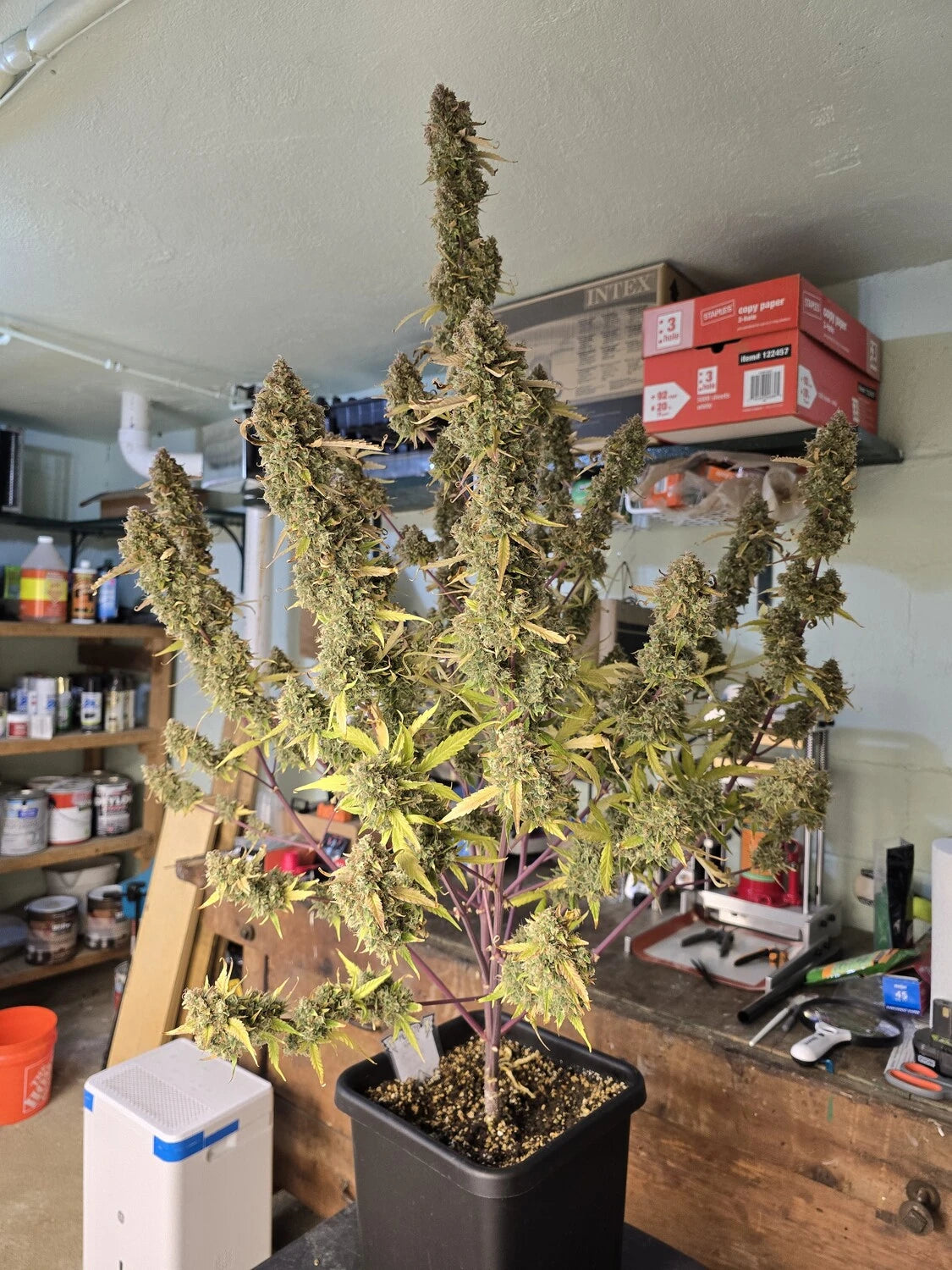 Customer Photo