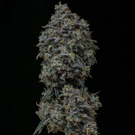 Gelauto N°33