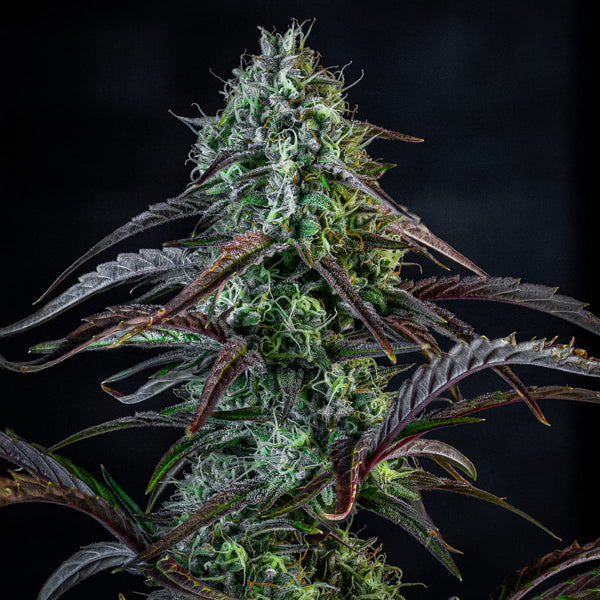 Iced 'n' Baked – Mephisto Genetics
