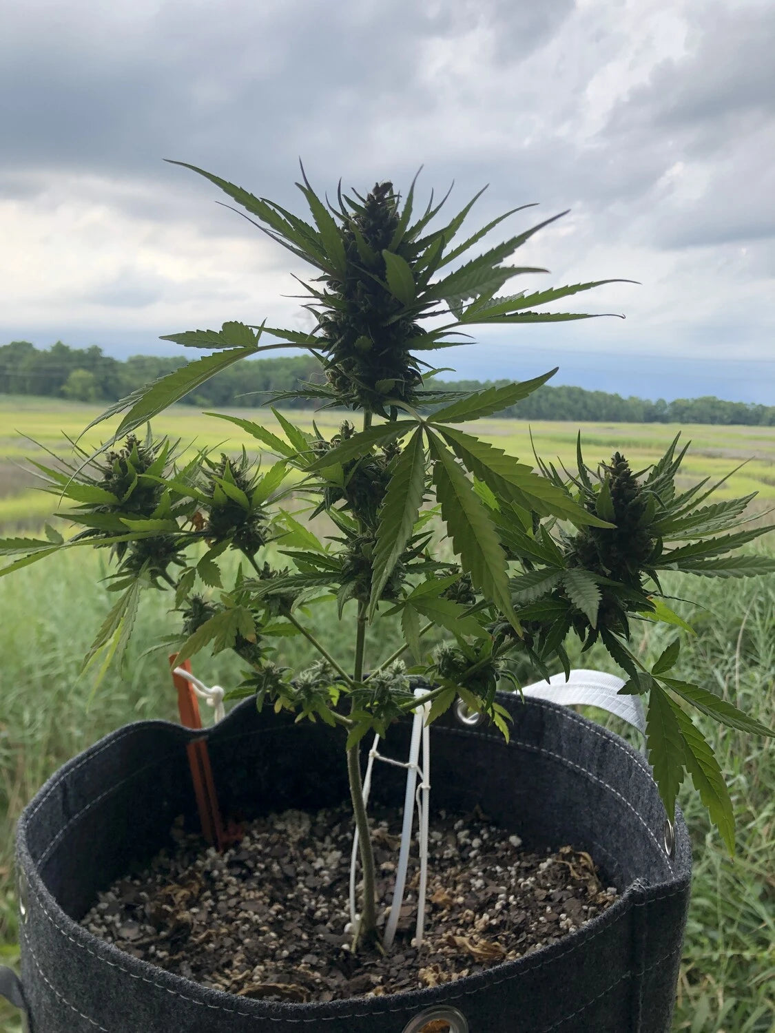 Customer Photo