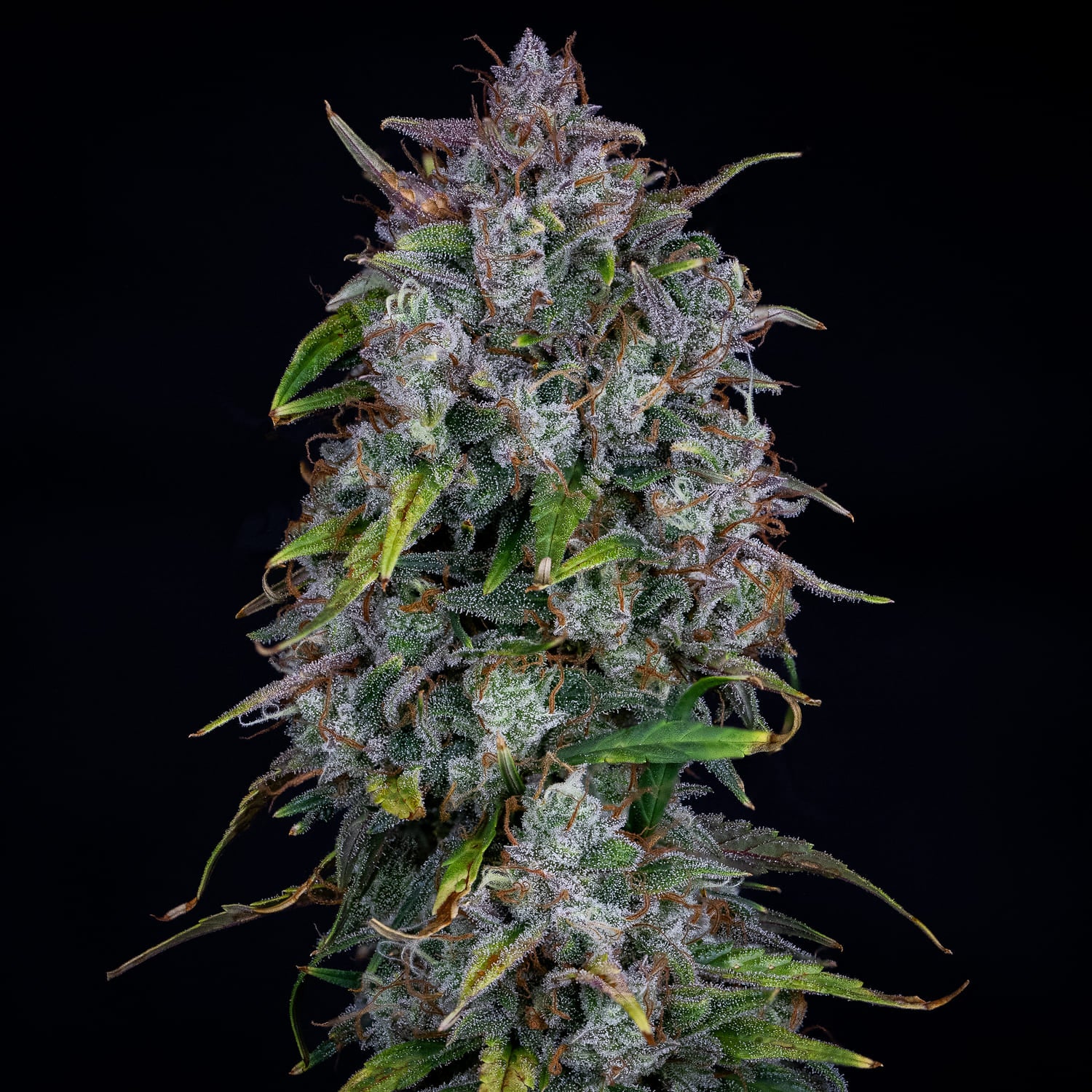 AAC Best Sativa 2024 image 2