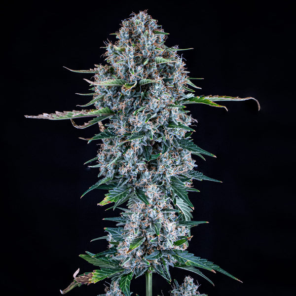 Pigletta's Purple Haze – Mephisto Genetics