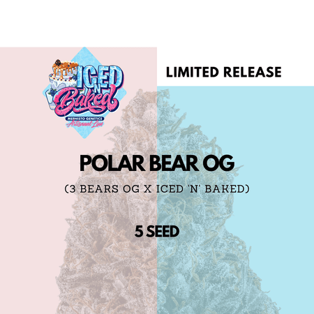 Polar Bear OG