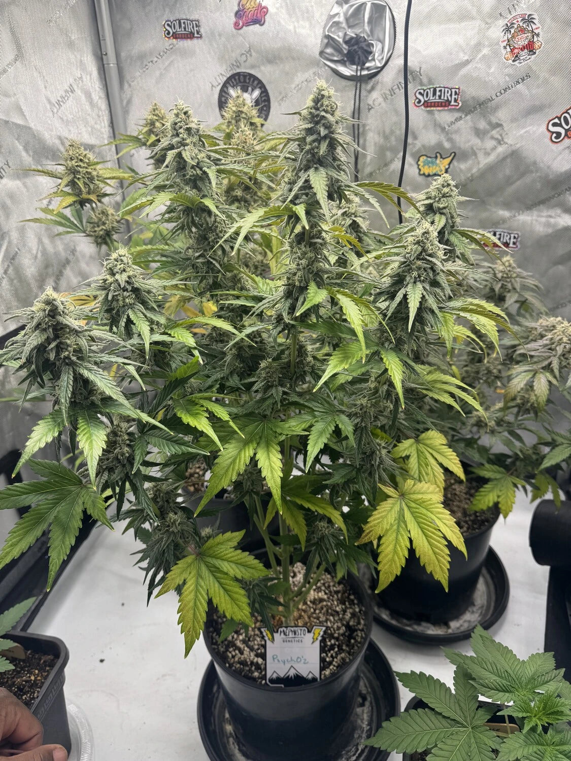 Customer Photo