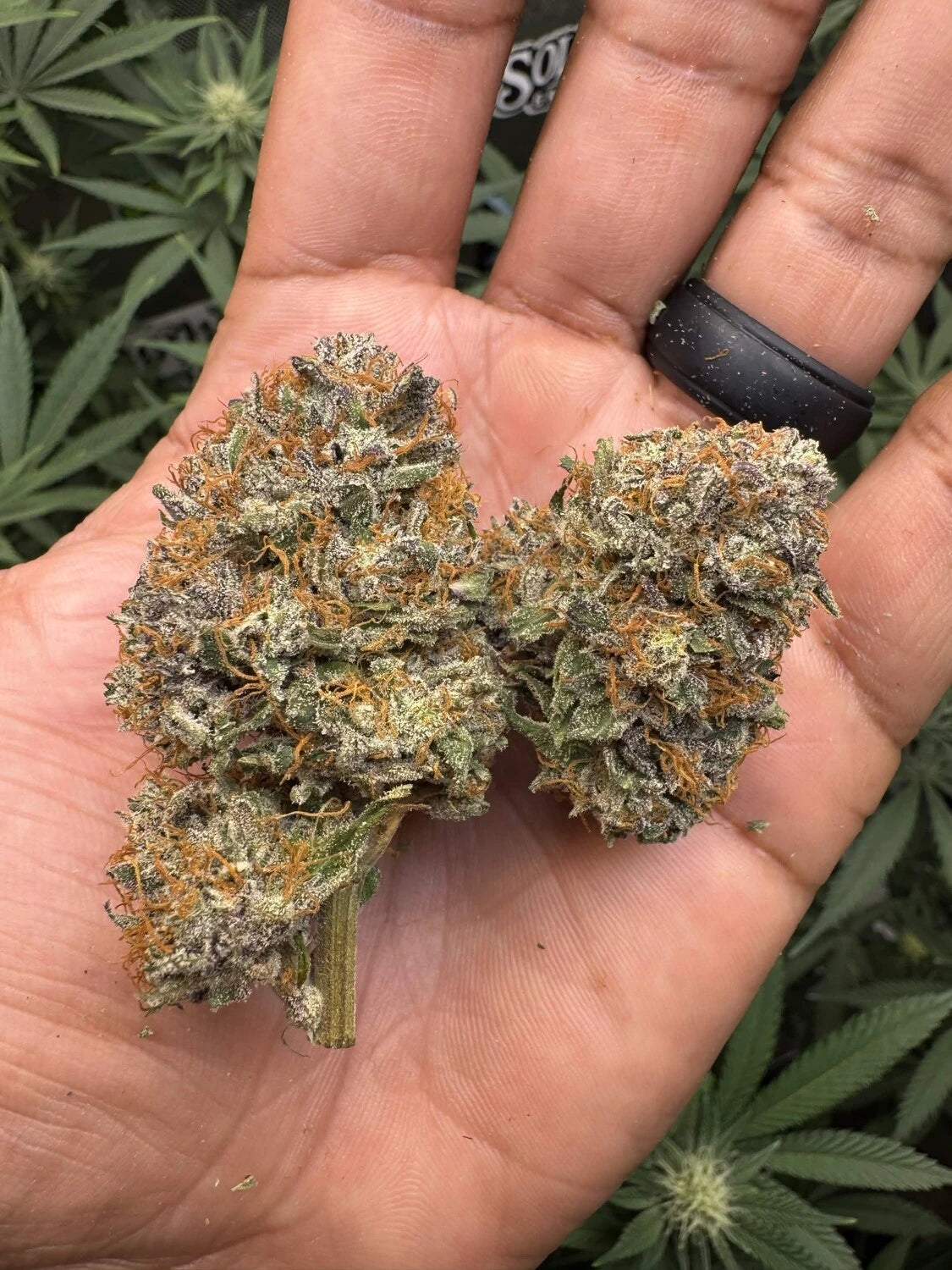 Customer Photo