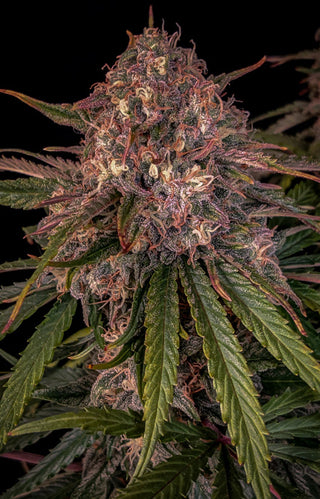 Sour Crinkle