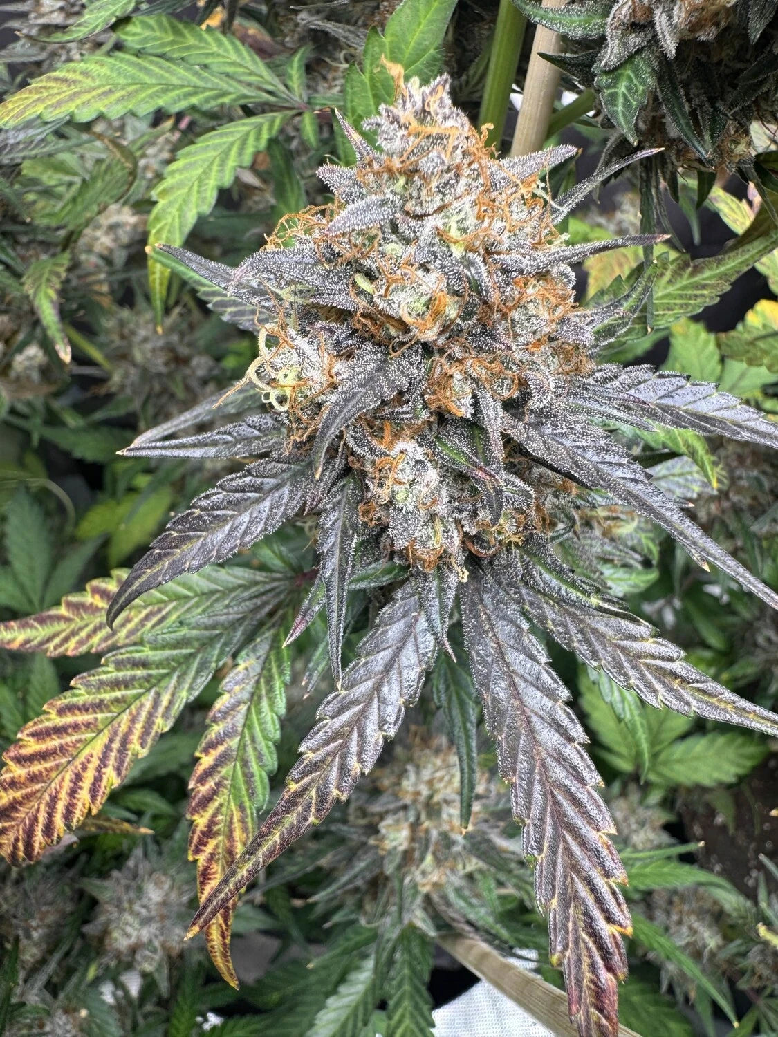 Customer Photo