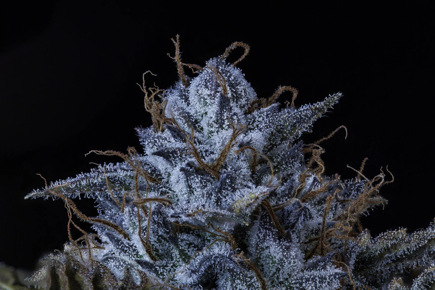 AAC Best Hybrid 2025 image 2