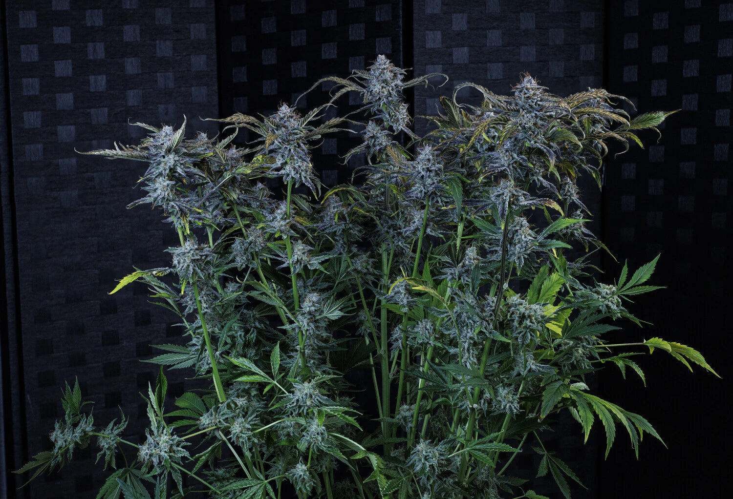 AAC Best Hybrid 2025 image 6