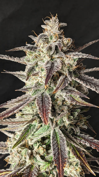 ILL#54 - Tinto de Verano