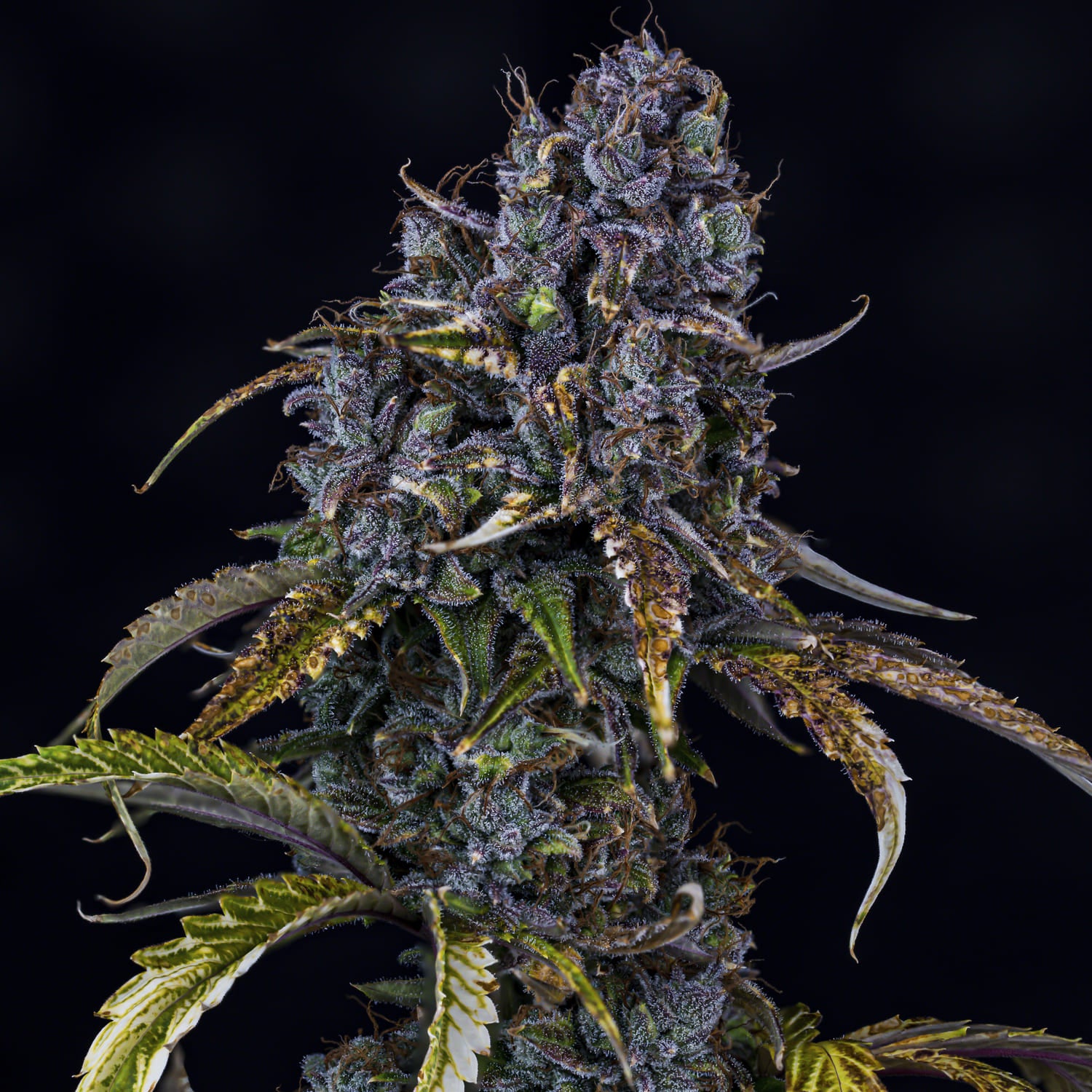 Toof Decay – Mephisto Genetics